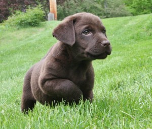 Chocolate Lab Retriever Breeders Hidden Pond Labradors