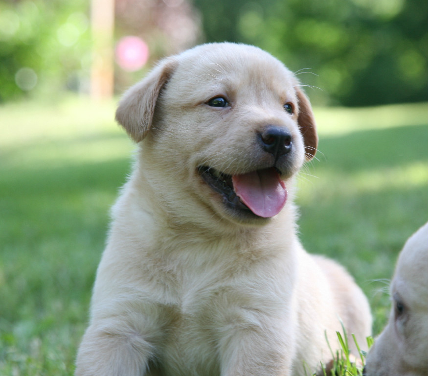 Yellow Lab For Sale By Breeder