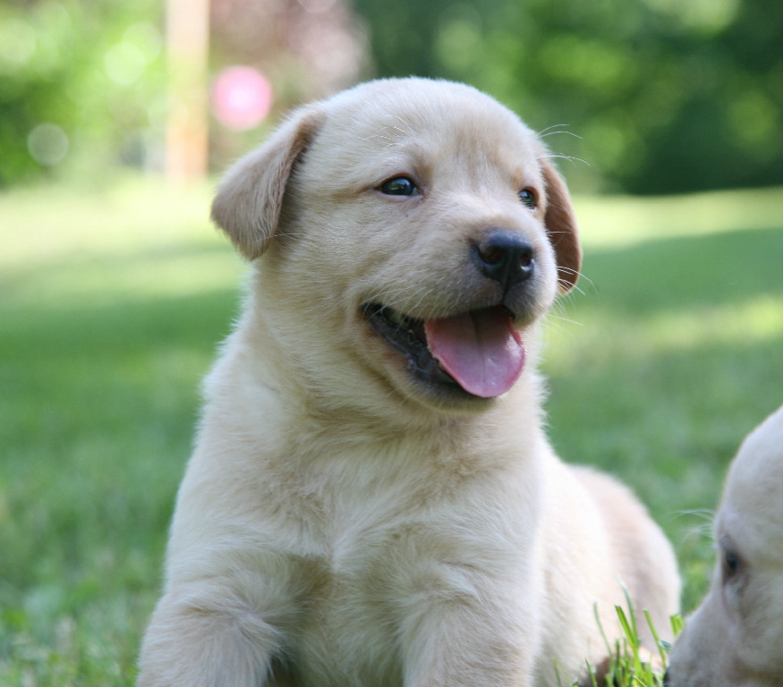 are yellow labs good dogs