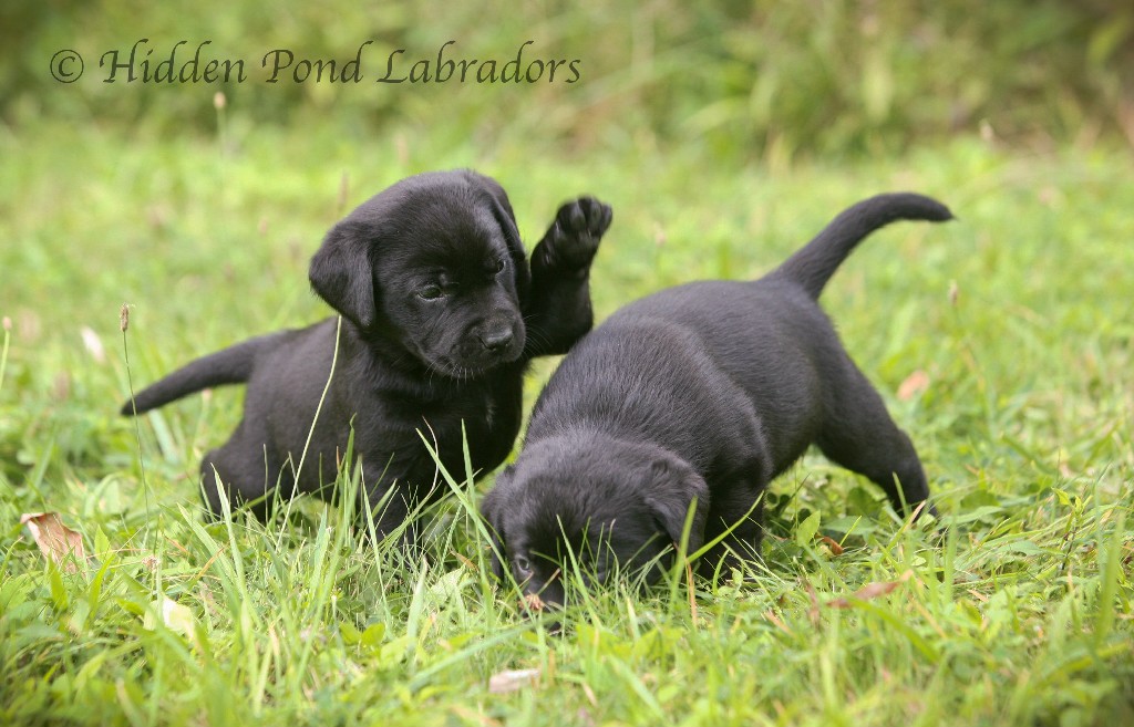 Black Labrador Retriever Puppies Playing
