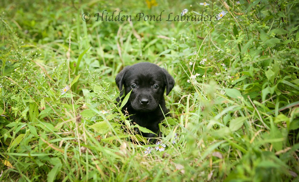 Black Labrador Puppy Outside