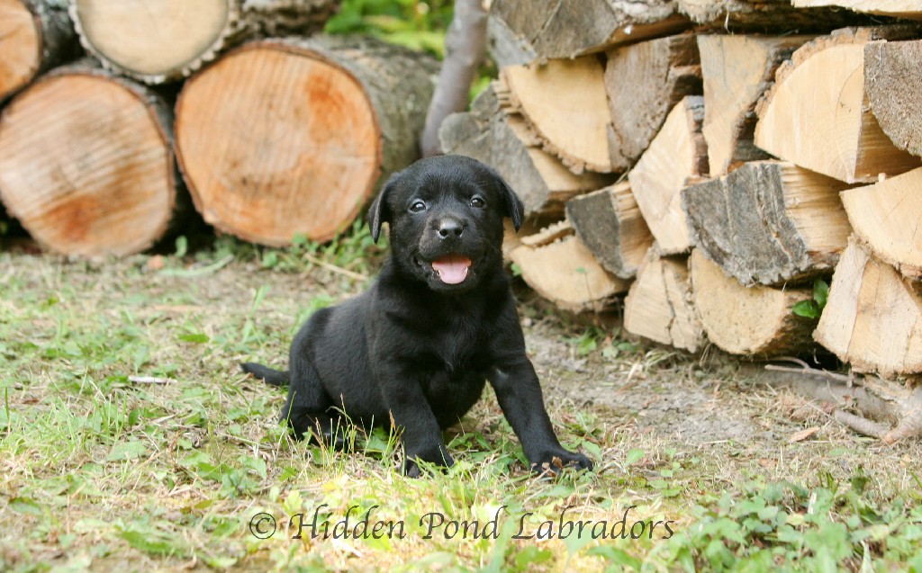 Black Lab Puppy at Hidden Pond Labradors