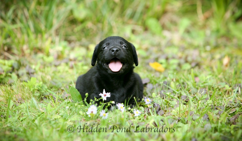 Black Labrador Bred by Hidden Pond Labradors