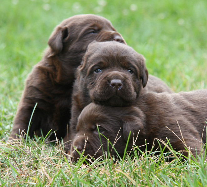 3 Chocolate Labs Snuggling Outside Hidden Pond Labradors