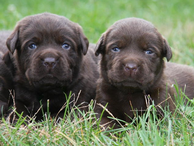 2 Chocolate Lab puppies at Hidden Pond Labradors