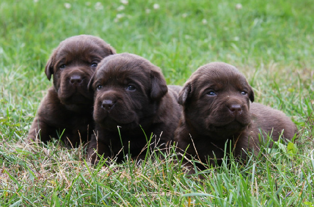 Chocolate Lab Retriever Breeders | Hidden Pond Labradors