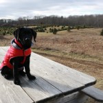 Healthy Black Lab Pup