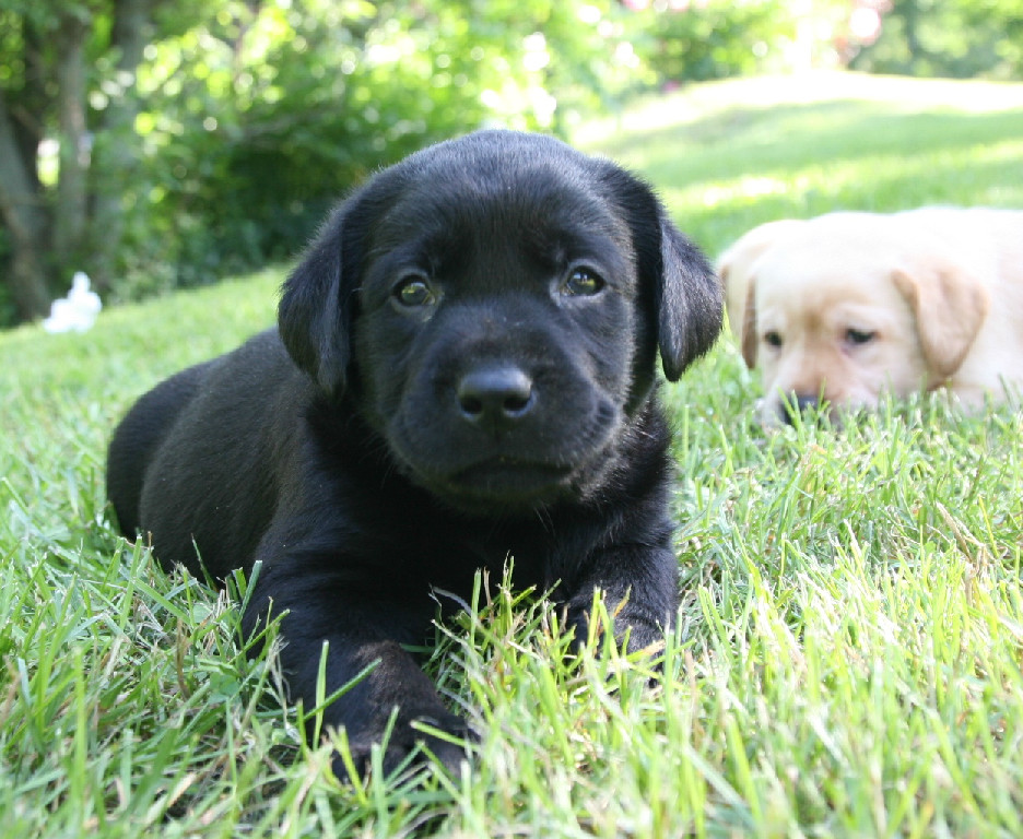 Black Lab Puppy laying in the grass at Hidden Pond Labradors
