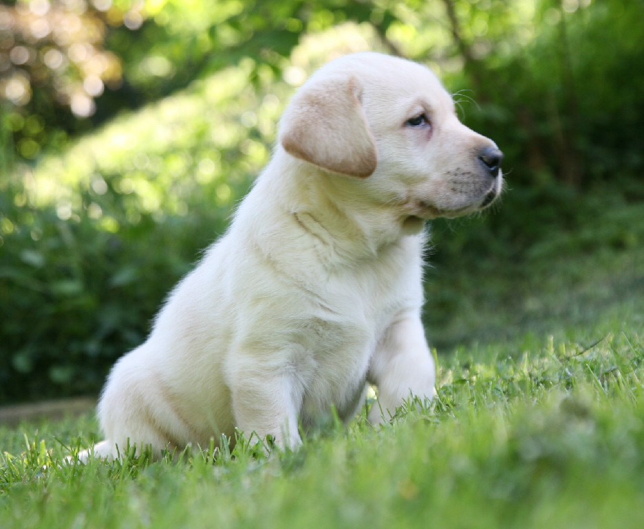 Golden lab puppy at Hidden Pond Labradors