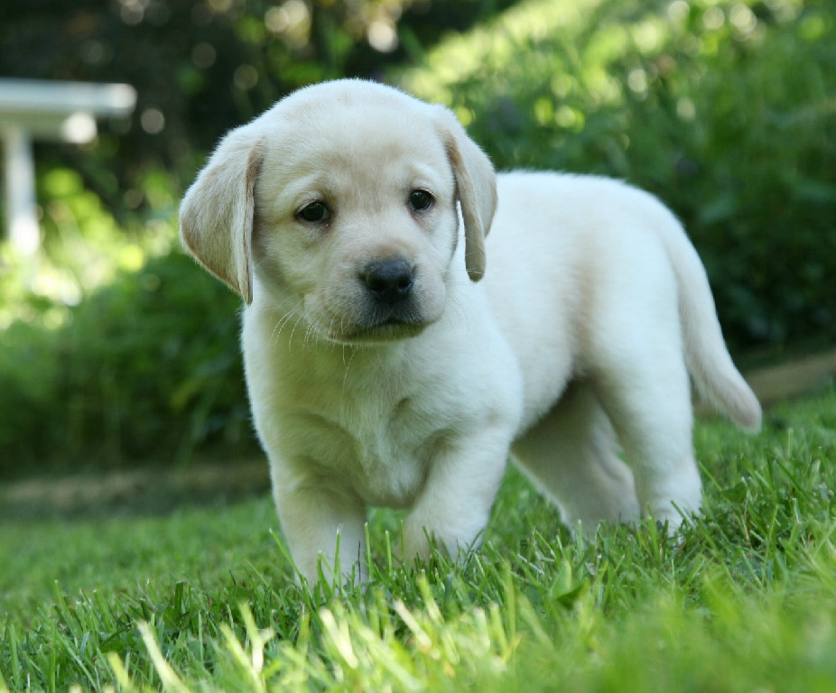 american yellow lab puppies