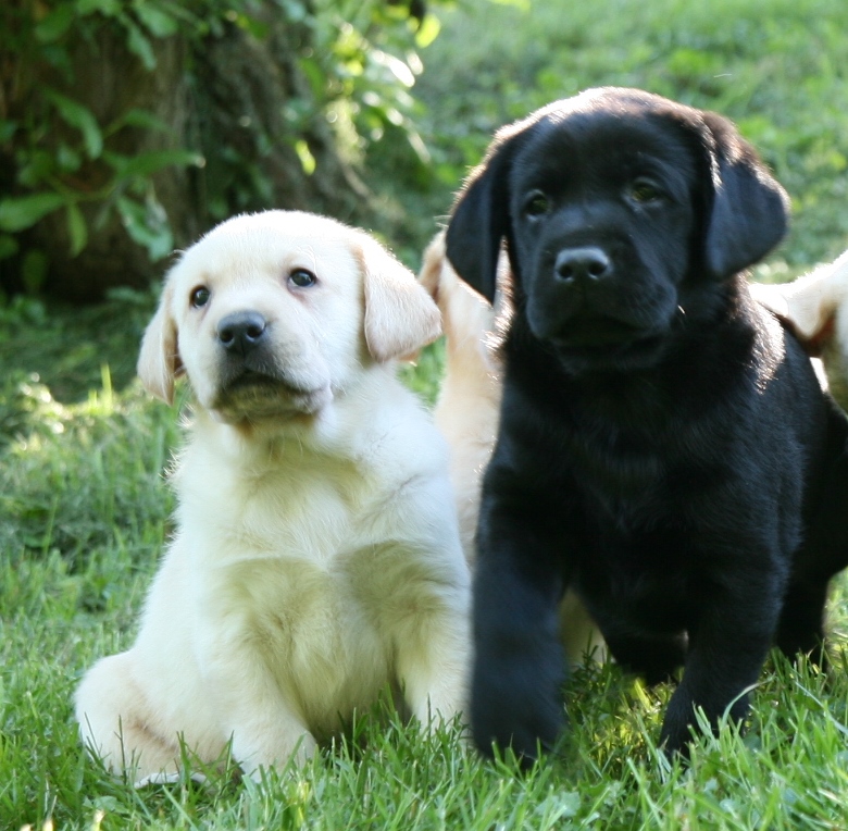 Yellow, Chocolate, & Black Labrador Retriever Puppies for Sale | Hidden