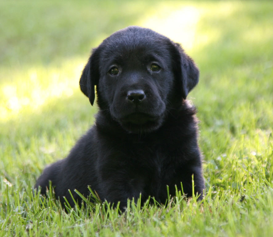 Black Lab Puppies for sale in Michigan USA