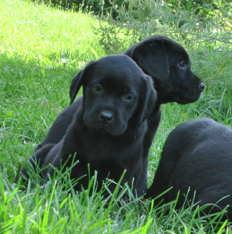 Black Lab Puppy laying in the grass at Hidden Pond Labradors