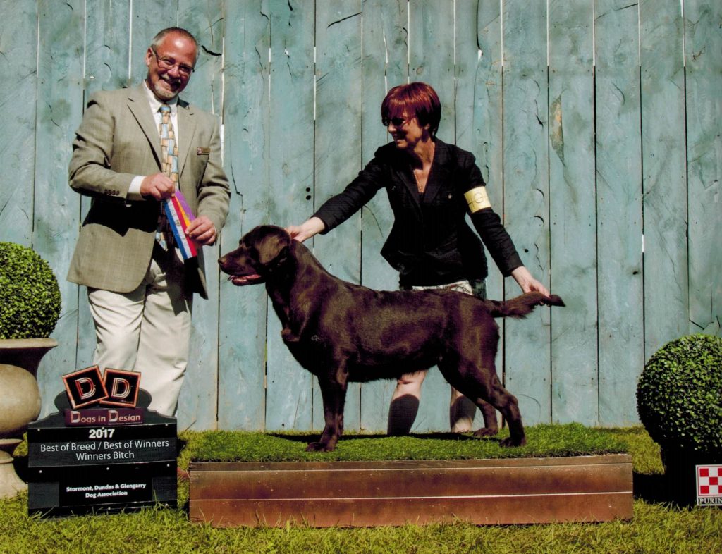 Lab Sadie being judged