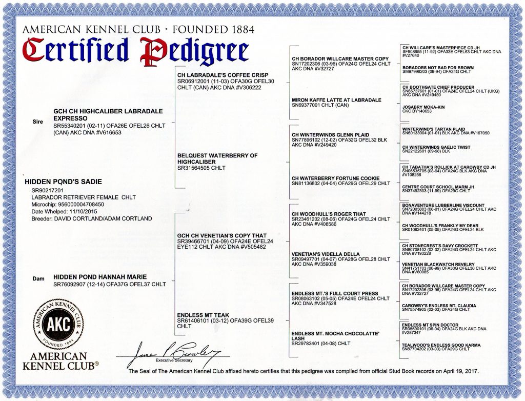 AKC Certified Pedigree Certificate