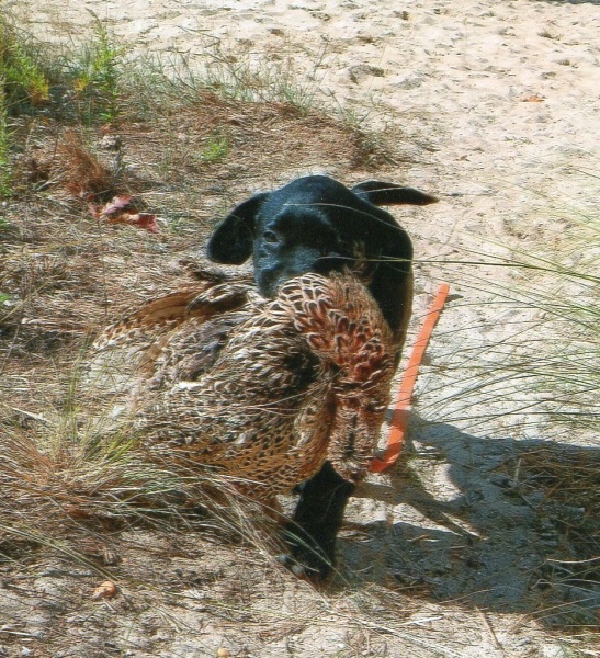 Black Labrador puppy carrying bird