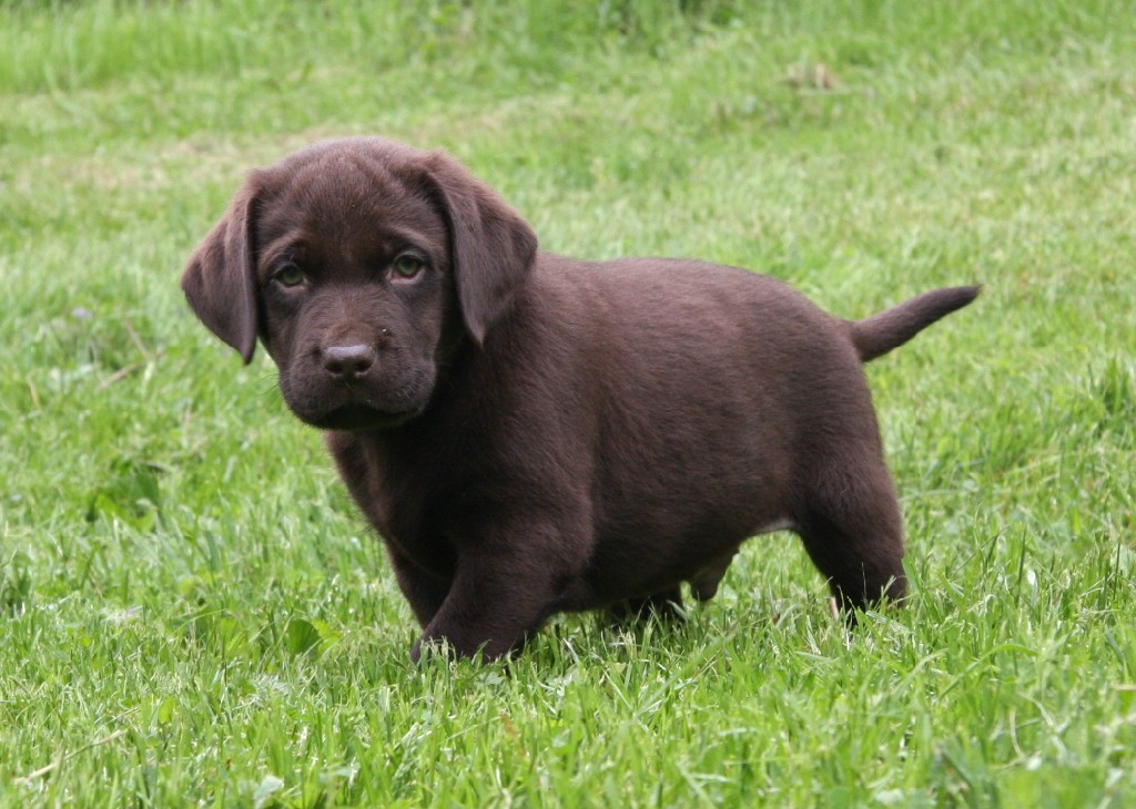 Chocolate lab puppy at Hidden Pond Labradors