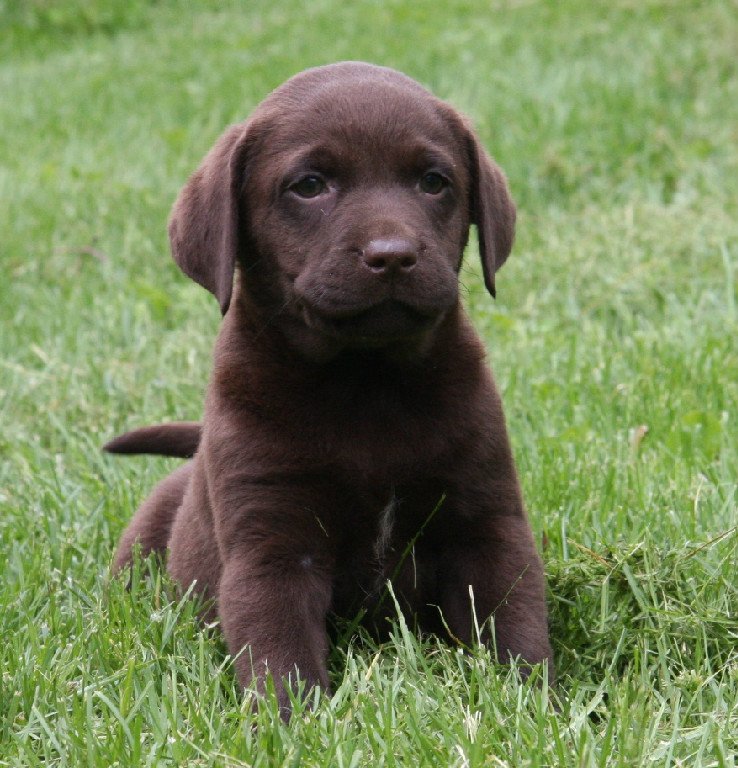 Chocolate lab puppy sitting at Hidden Pond Labradors