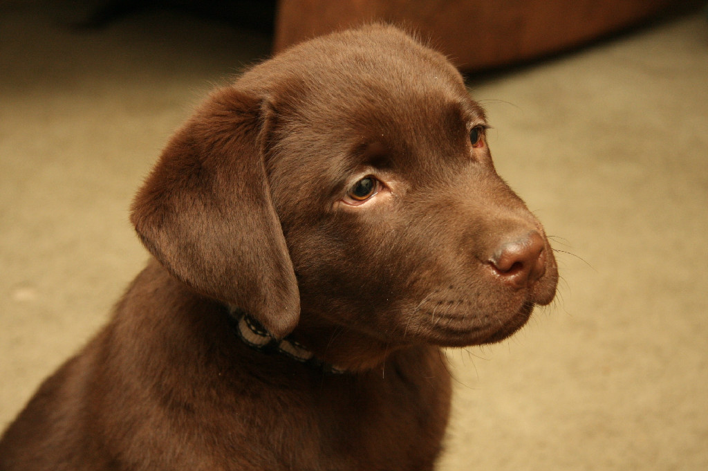 American hotsell chocolate labrador