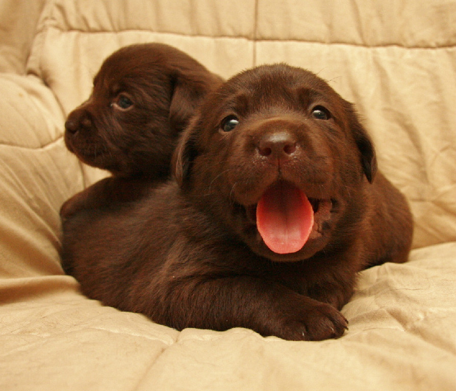 2 chocolate lab puppies laying at Hidden Pond Labradors