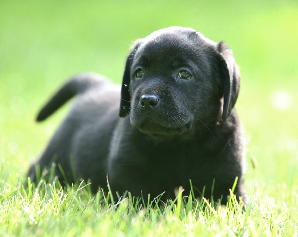 Black Labrador Retriever Breeder in North Dakota USA