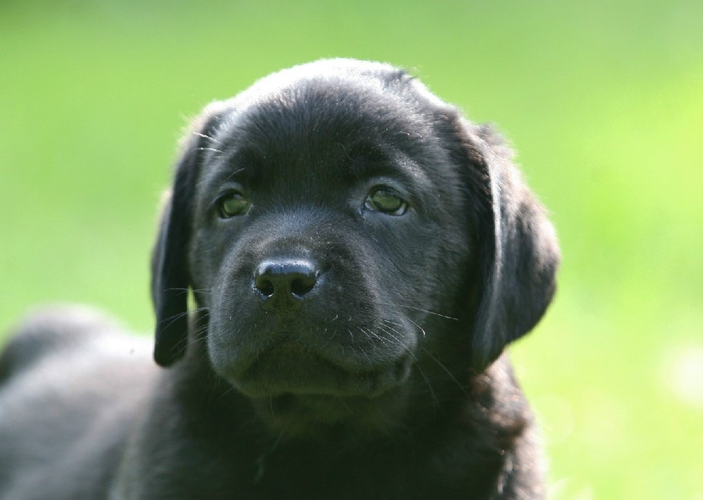 Black Lab puppy at Hidden Pond Labradors