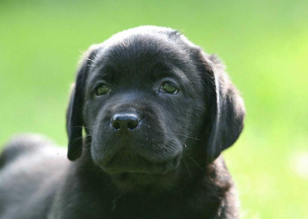 cute black lab puppies with blue eyes