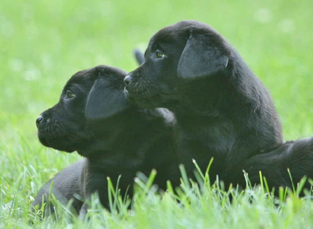 2 black lab puppies at Hidden Pond Labradors