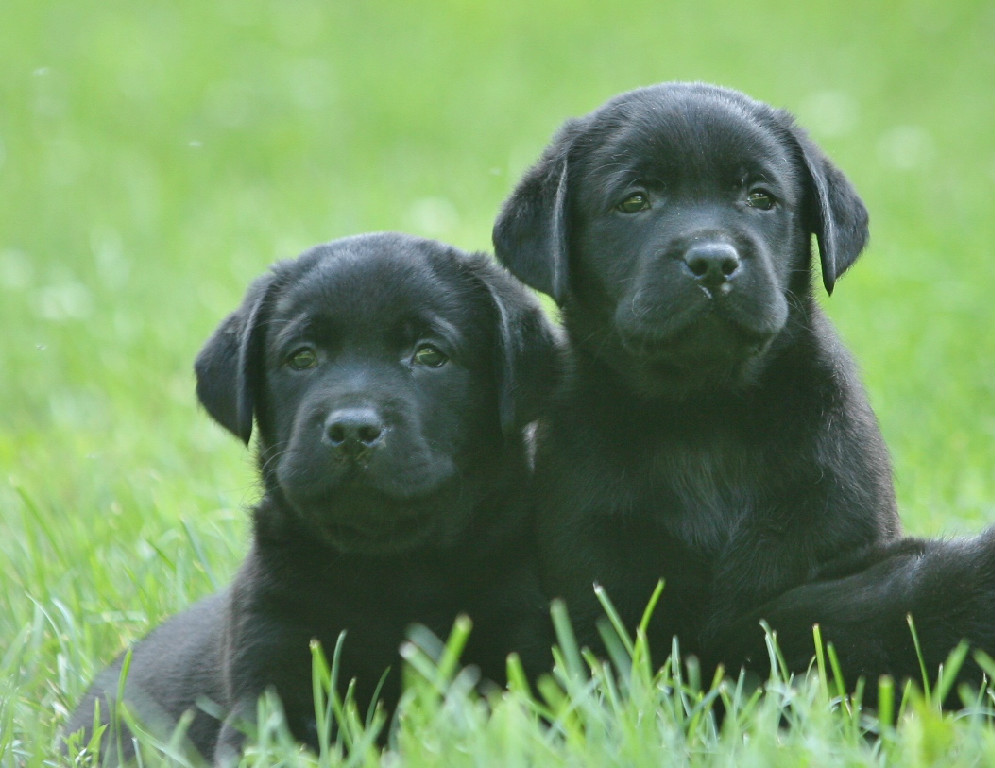 Black lab puppies for Sale in Cottage Grove, Minnesota USA