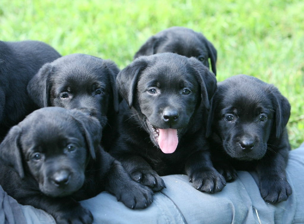 4 black lab puppies at Hidden Pond Labradors