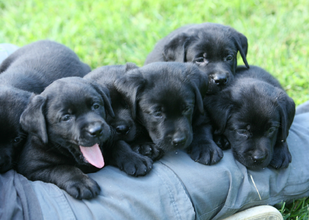 Playful black lab puppies at Hidden Pond Labradors