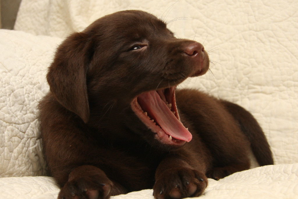 Chocolate lab puppy yawning at Hidden Pond Labradors