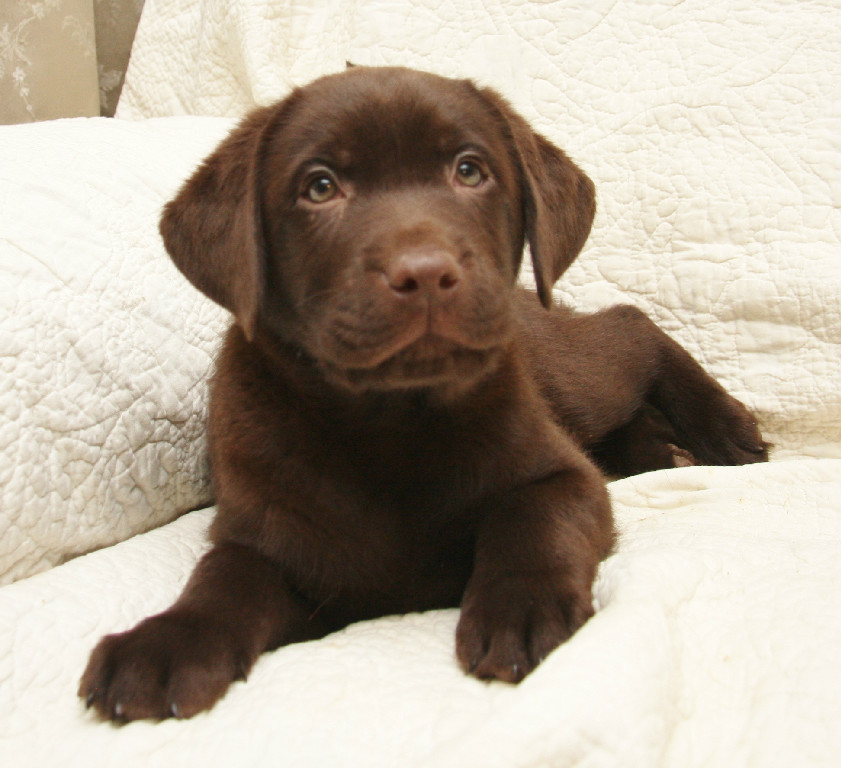 Chocolate Lab puppy at Hidden Pond Labradors