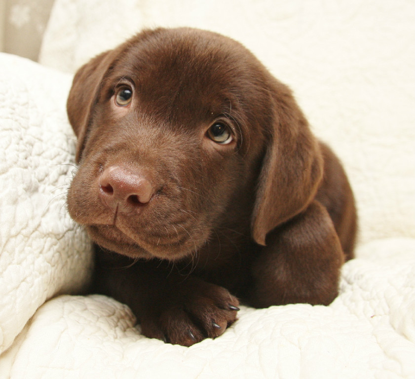 labrador retriever chocolate