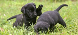 Yellow, Chocolate, & Black Labrador Retriever Puppies For Sale | Hidden ...