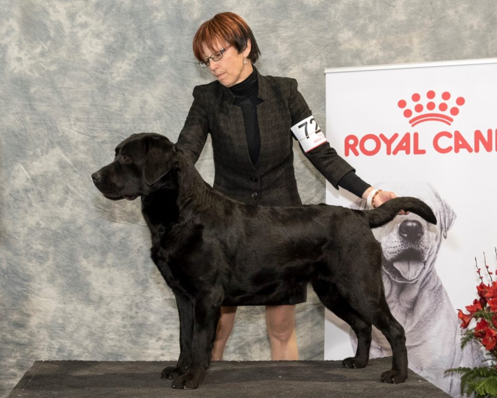 Black Labrador Mother