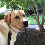 Hidden Pond Labradors