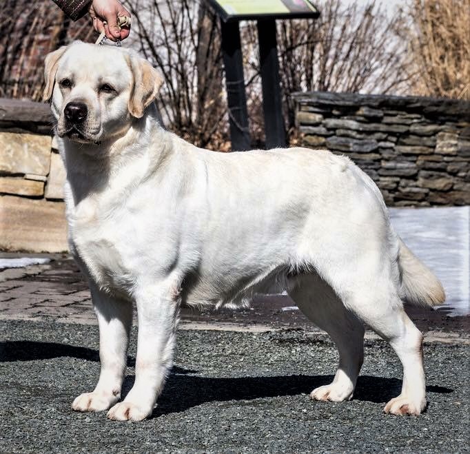 English labrador retriever stud hot sale service