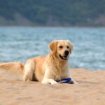 Labrador Retriever laying on beach