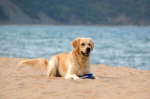 Labrador Retriever laying on beach