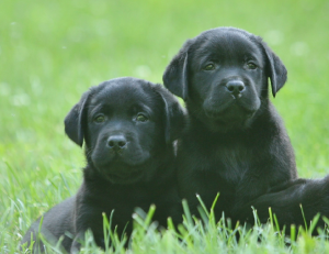 Two well-bred black Labrador puppies