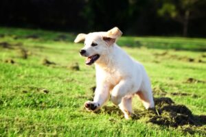 Labrador puppy running in the yard