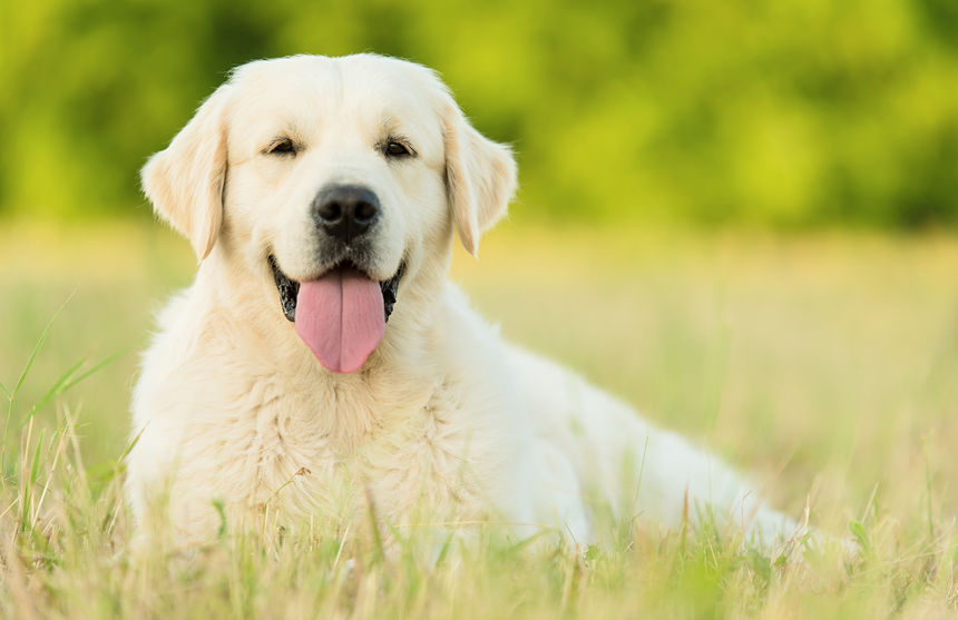 Akc labrador sale colors