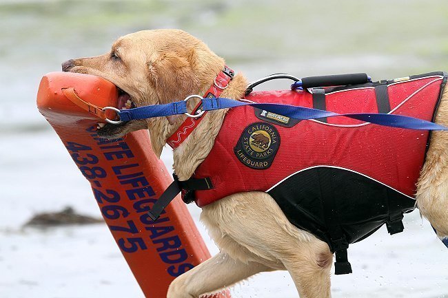 Search and rescue Yellow Labrador