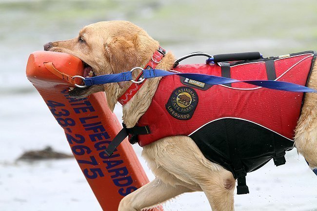 Labrador Search and Rescue Dogs for Sale | Hidden Pond ...