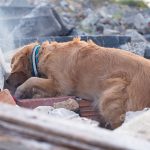 Search and Rescue Dog searching under debris