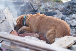 Search and Rescue Dog searching under debris