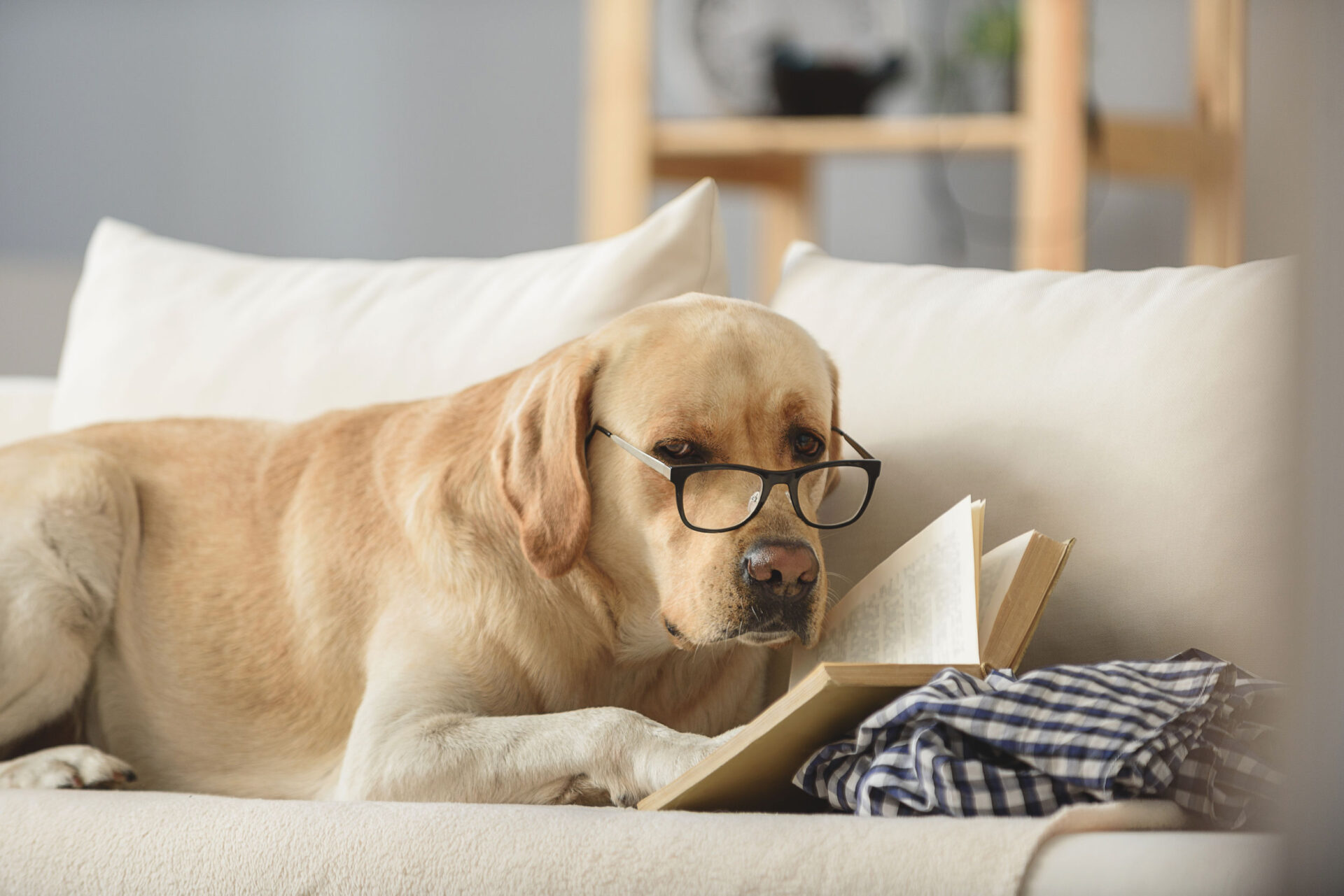 Tips for Selecting a Stud Dog