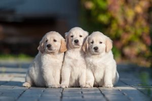 Hidden Pond Labrador puppies