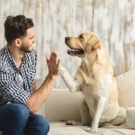 Labradors as good family dogs